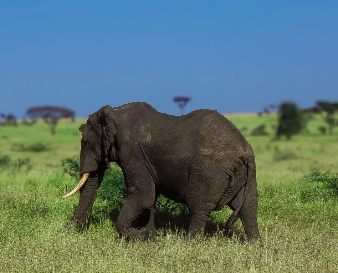 4 Days Fly-In & Fly-Out Serengeti Experience - Tanzania Safari Magic